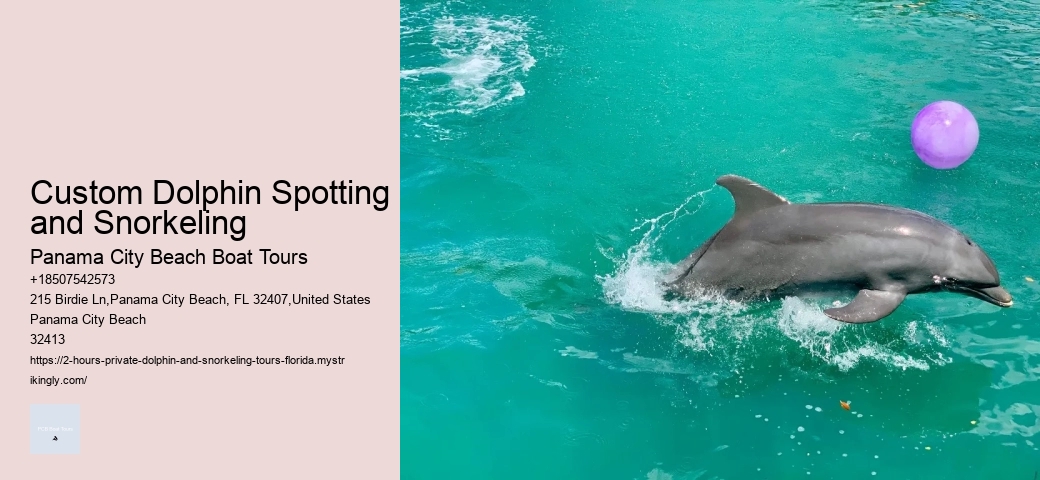 What Is The Best Time To See Dolphins From The Beach