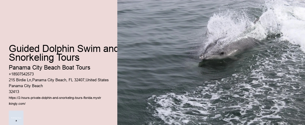 Luxury Dolphin Encounter and Snorkeling