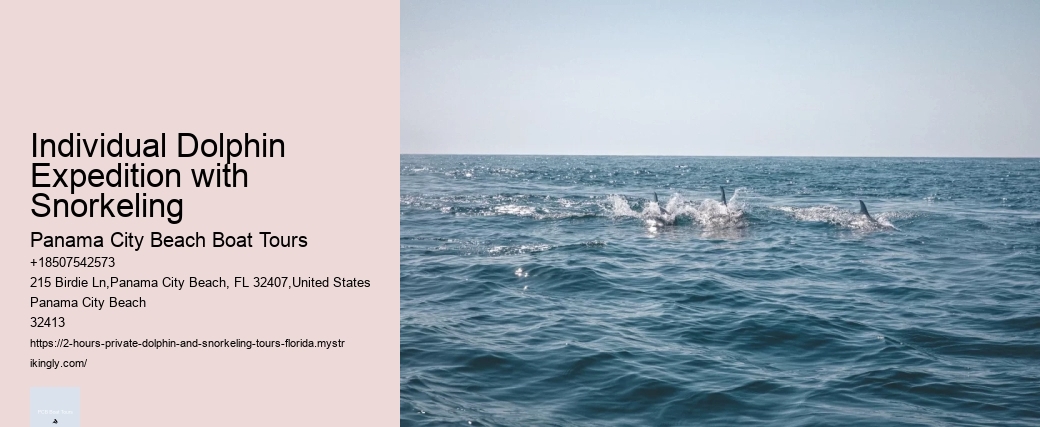 What Is The Difference Between Dolphin Encounter And Dolphin Swim