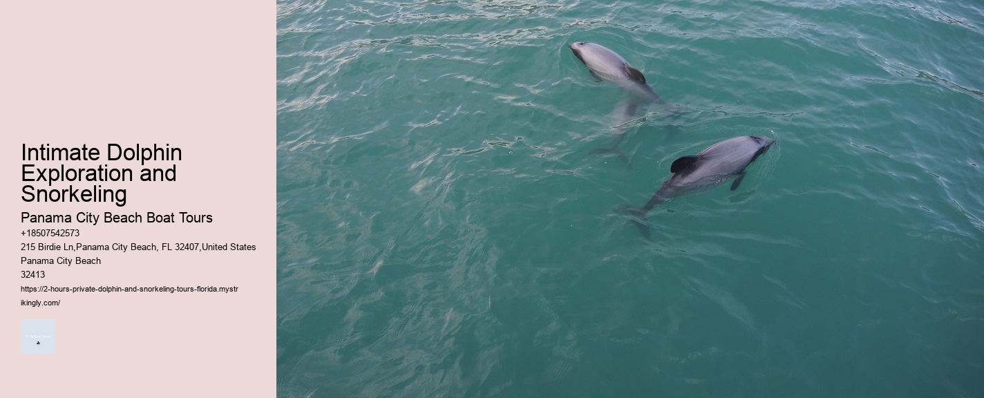 Intimate Dolphin Exploration and Snorkeling