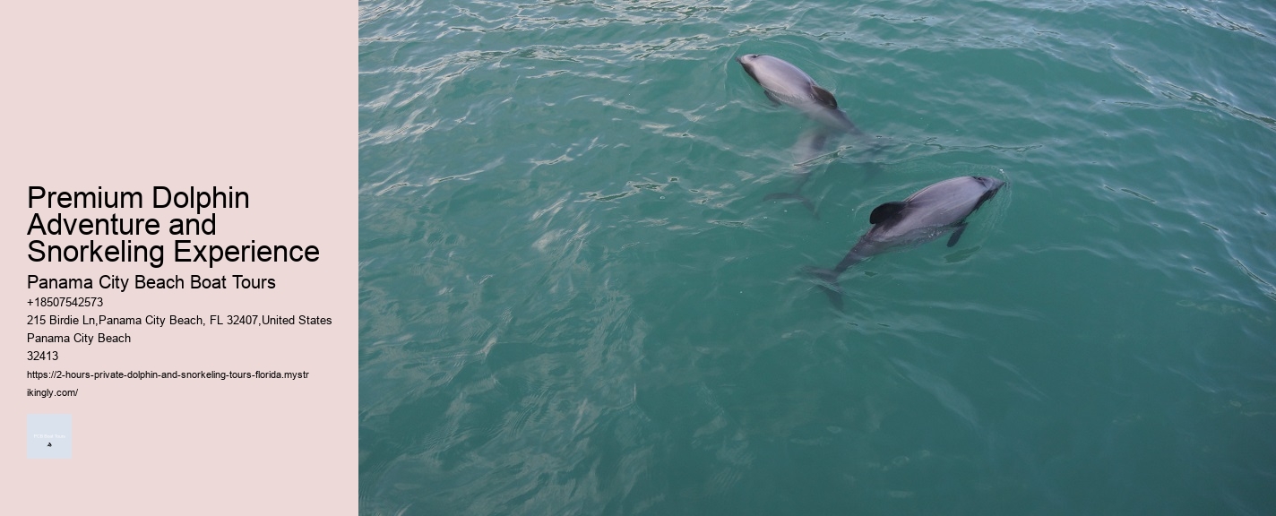 Elite Dolphin Spotting with Snorkeling