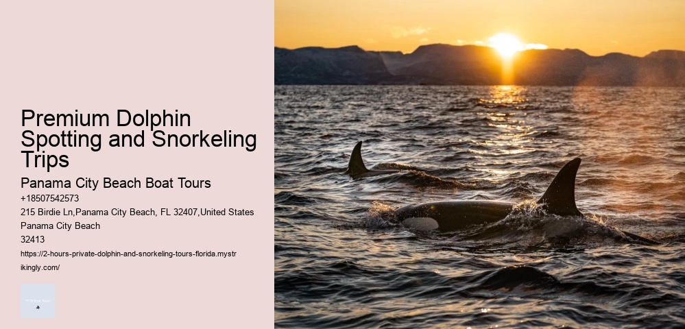 Dolphin Tours Rockingham