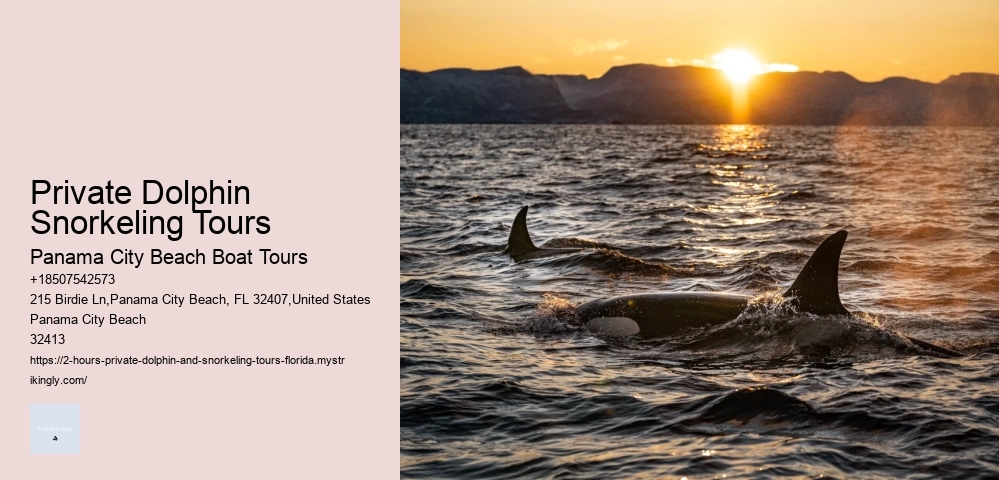 Dolphin Tours Near Me Prices