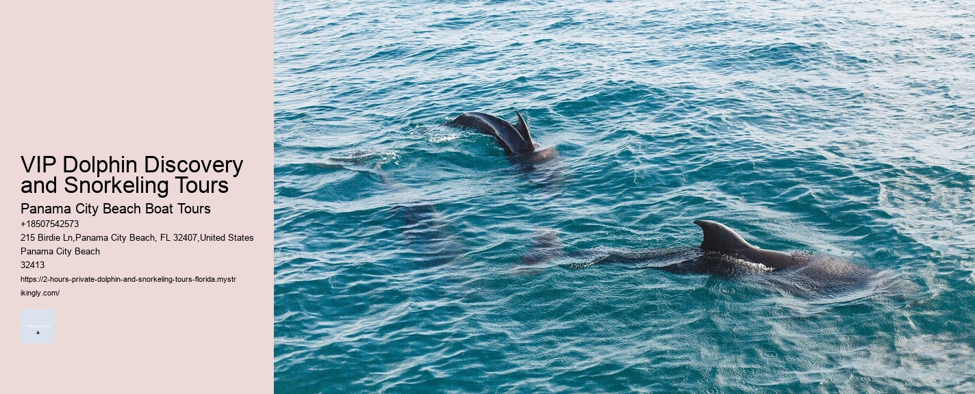 VIP Dolphin Discovery and Snorkeling Tours